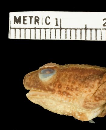 Media type: image;   Herpetology A-8197